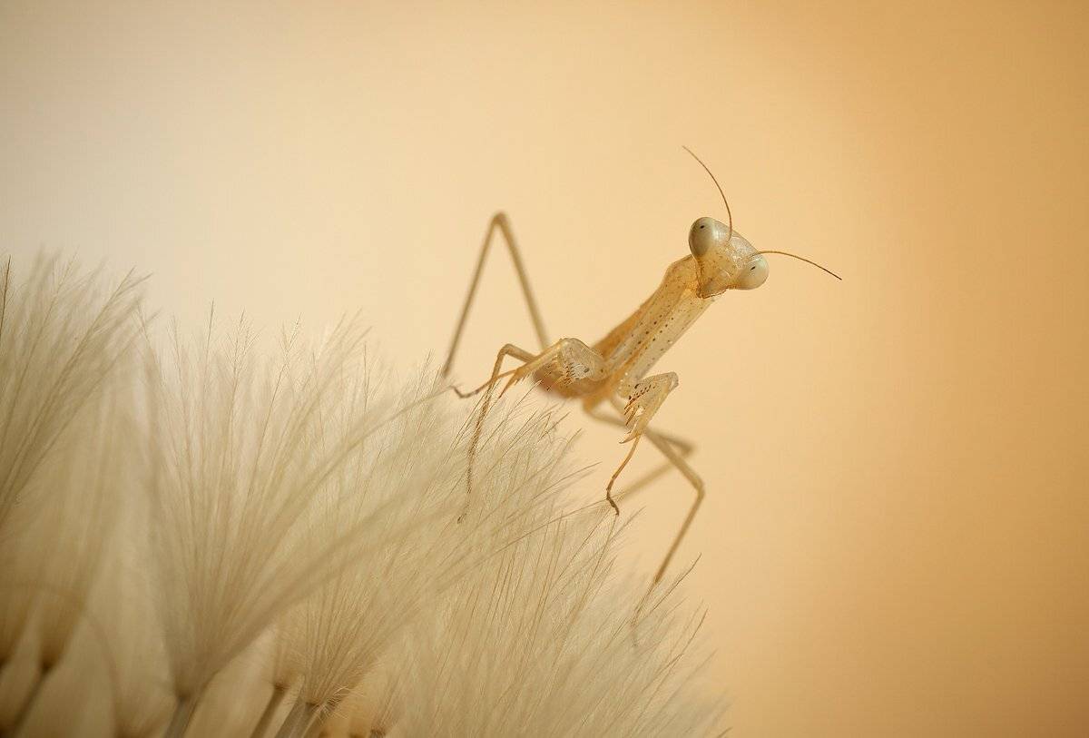 богомол, макро, irina