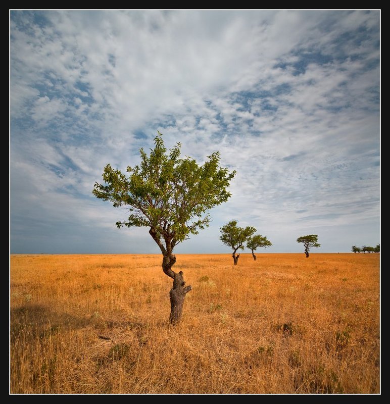 Стариый миндальный сад(2) фото превью