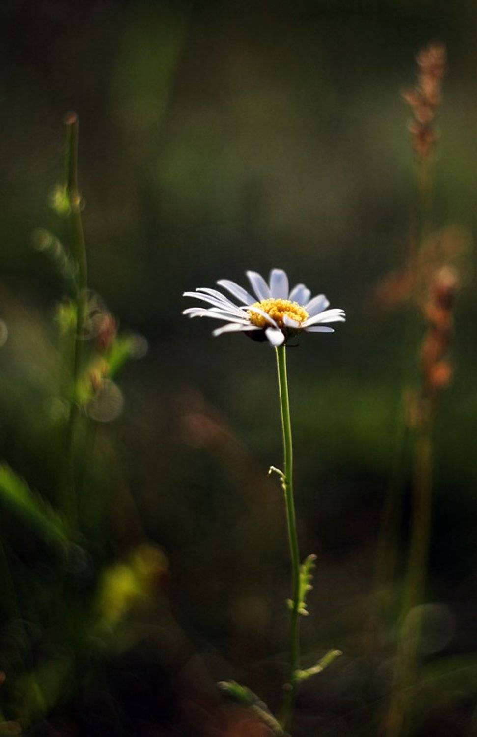 , Володимир Коцюбенко