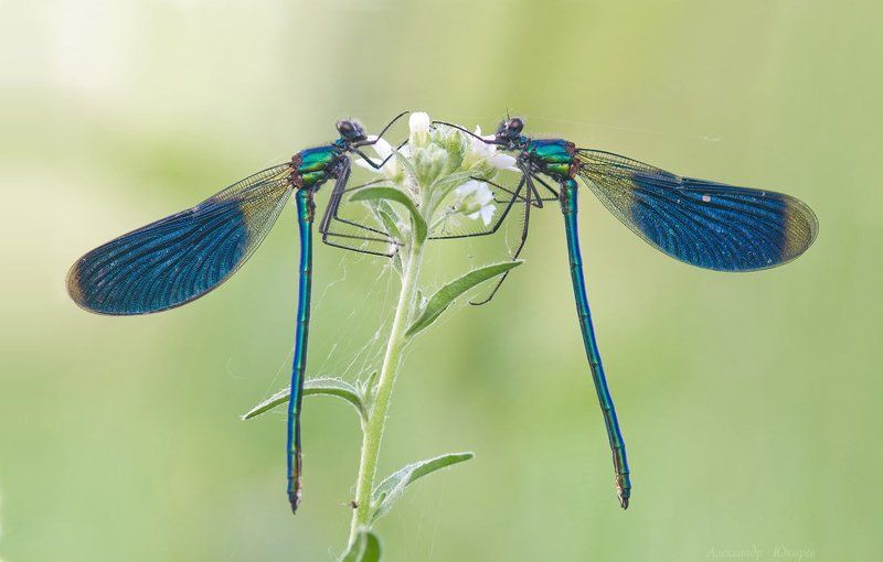 vis-a-vis фото превью