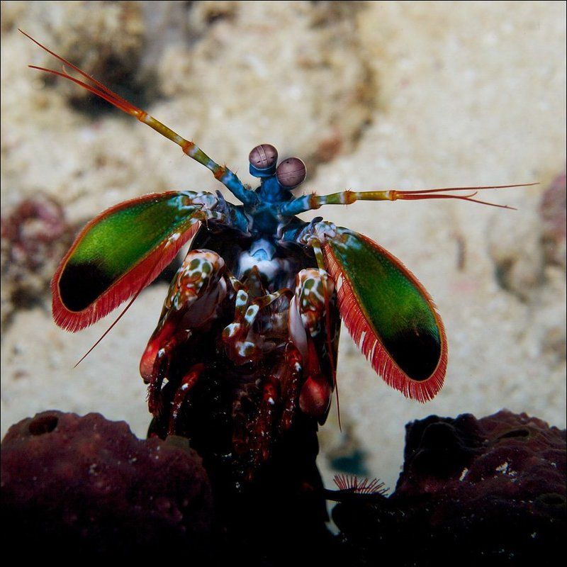 underwater, mantis, shrimp, sipadan  фото превью