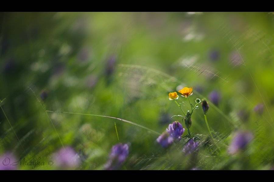 , Оксана Музыка