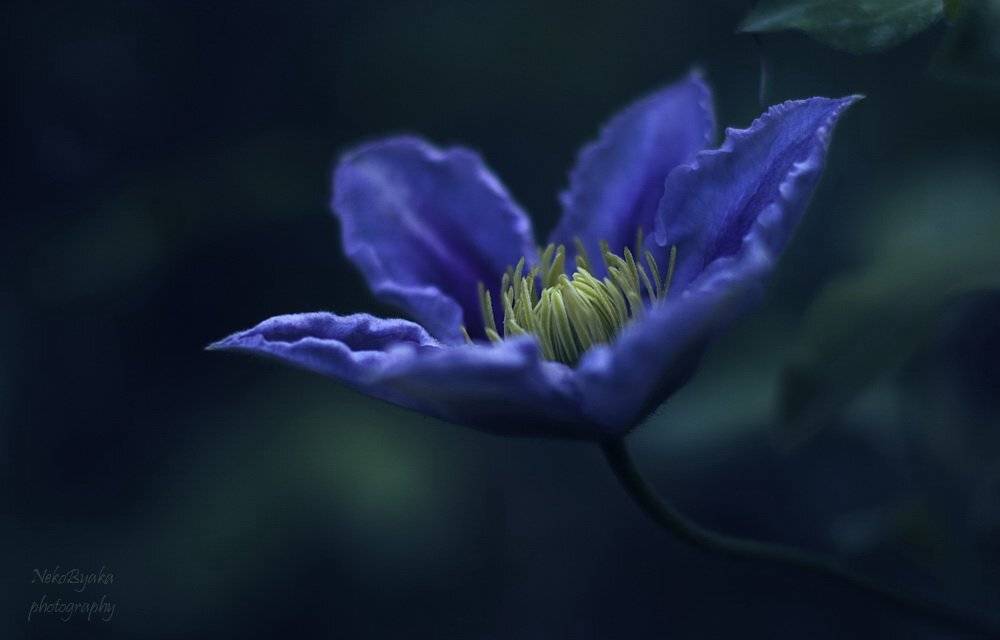 цветы, , , растения, , , клематис, , , макро, , , macro, , , flowers, , , plants, , , clematis, Мамакова Анжелика