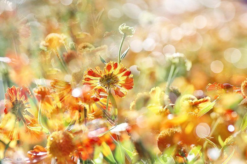 цветы, природа, зарисовка, бабье, лето, осень  фото превью