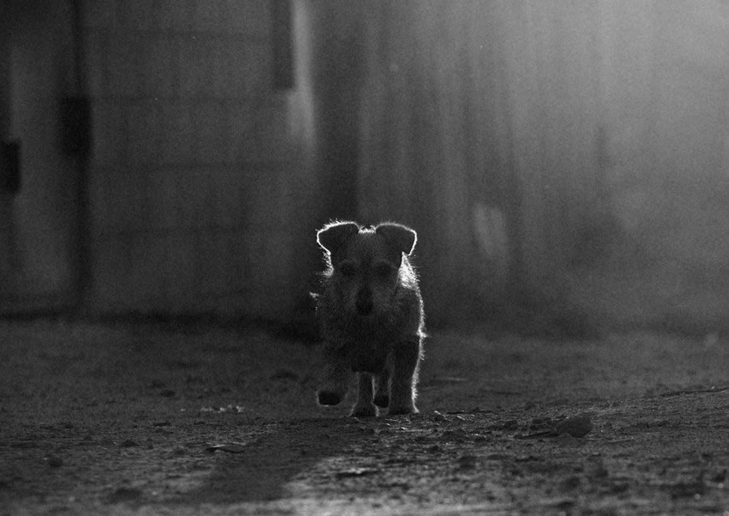 , Андрей Ру...