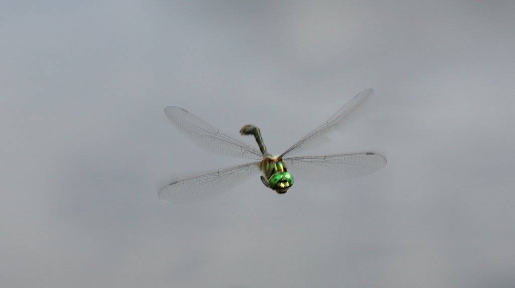 , Сергей Таланов