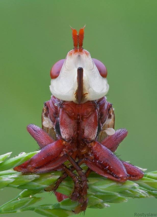 canon 100mm, canon 50d, rostislaw, Ростислав