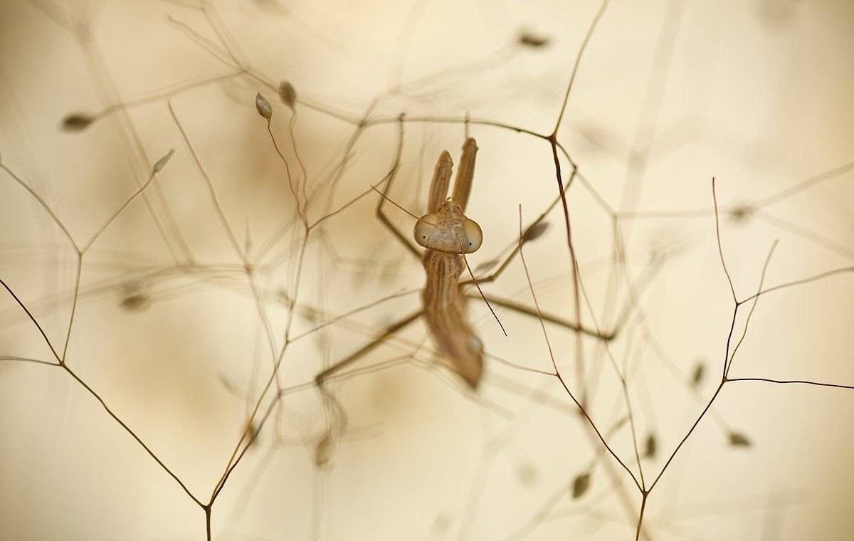 богомол, макро, irina