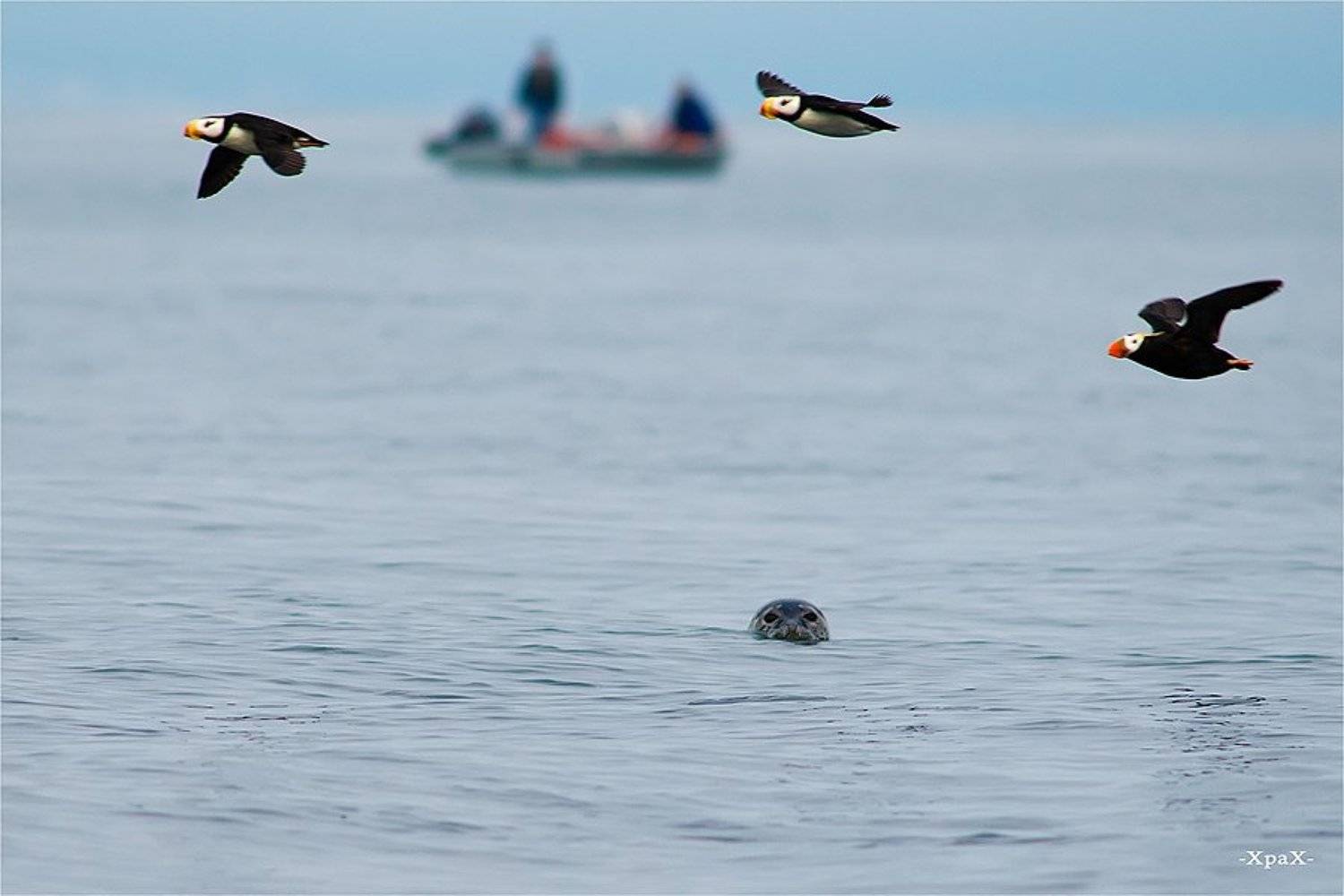 нерпа, топорки, Иван Кислов