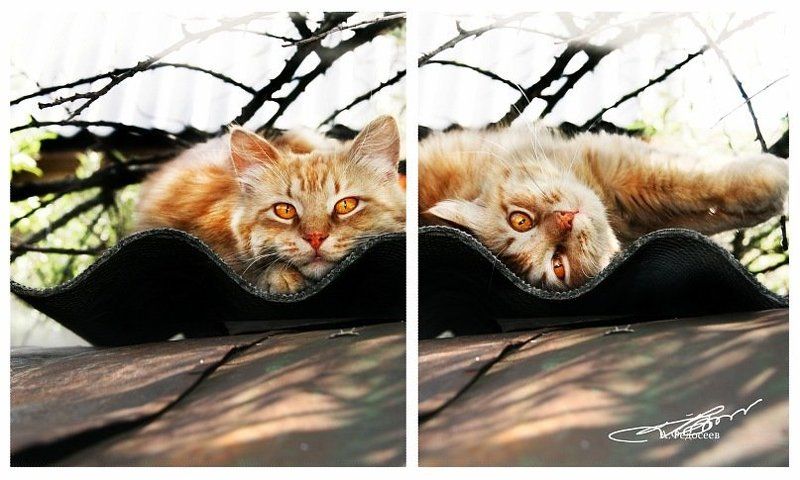 фото превью