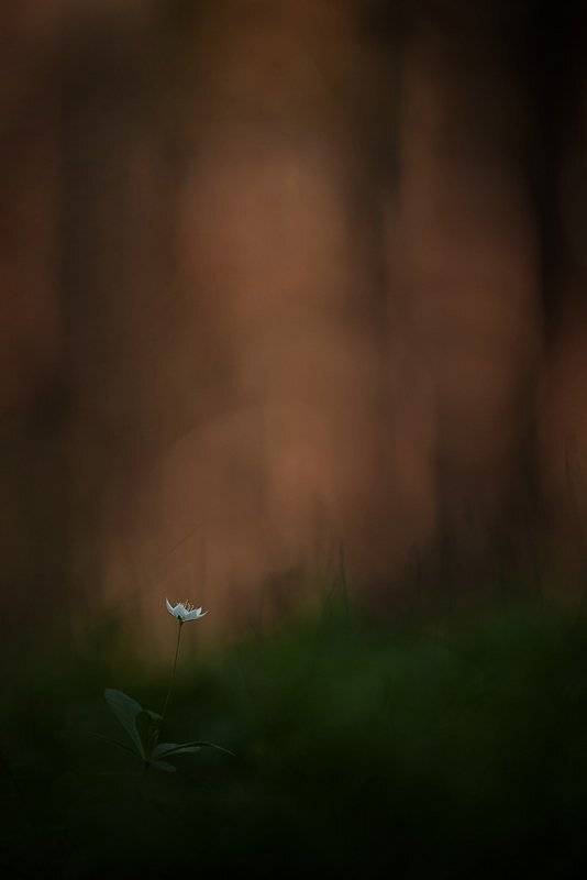 седмичник, Юлия