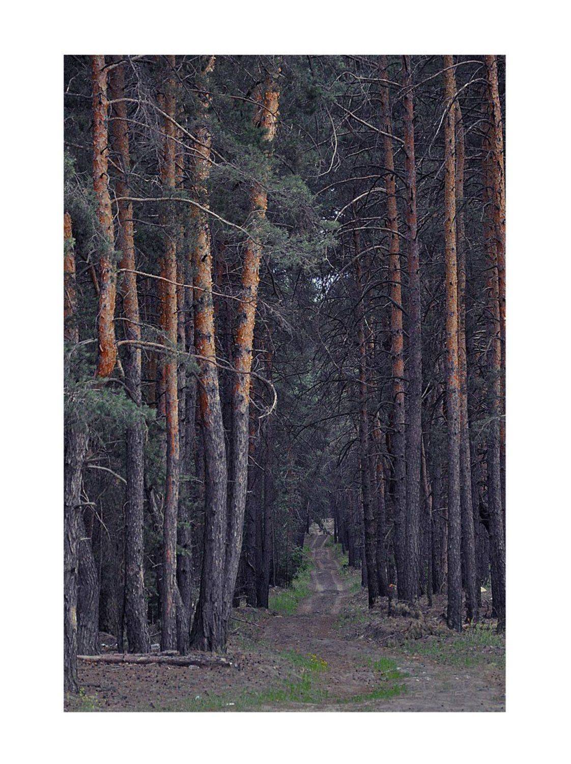 лес, дорога, тропа, Sasha Ar