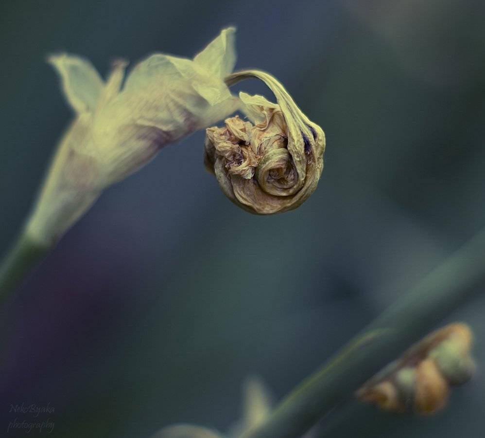 plants, flowers, irises, macro, растения, цветы, ирисы, макро, бутон, увядший, засохший, bud, , sere, , , stale, Мамакова Анжелика