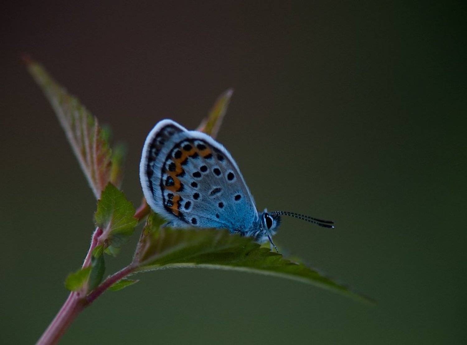 вечер, бабочка, Виктор Чистов