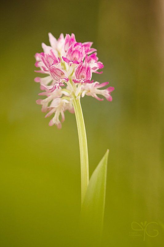орхидея, орхис, ятрышник, шлемоносный, цветок, ло, флора, orchis, militaris, lo, flower, flora, orchid  фото превью