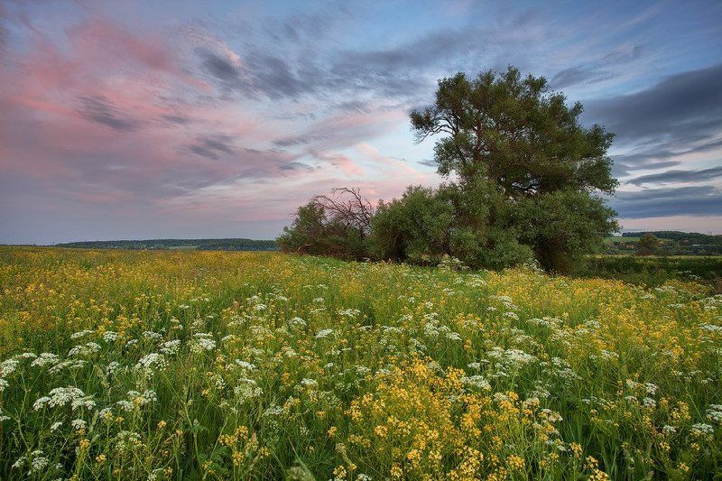 закат, лето, поле  фото превью