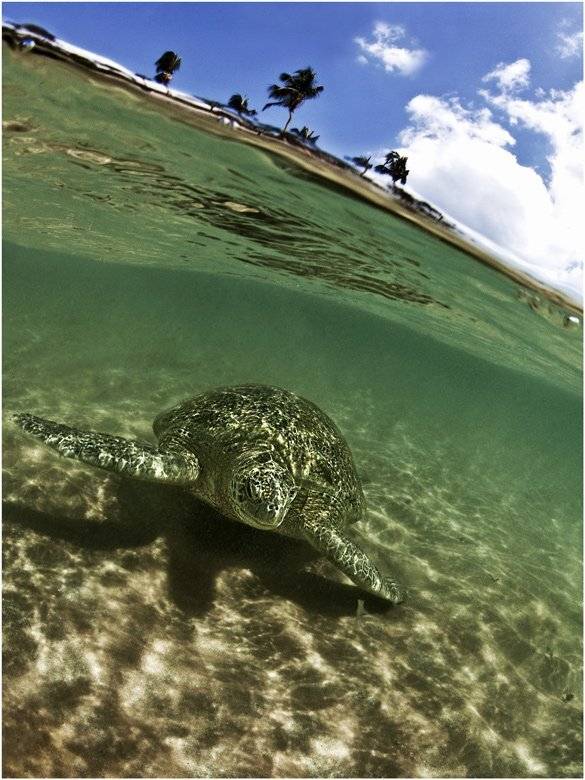 diving, sri lanka, Олег Федин