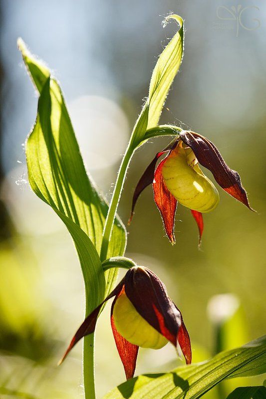 flora, flower, orchid, calceolus, cypripedium, ло, флора, цветок, орхидея, башмачок, венерин  фото превью