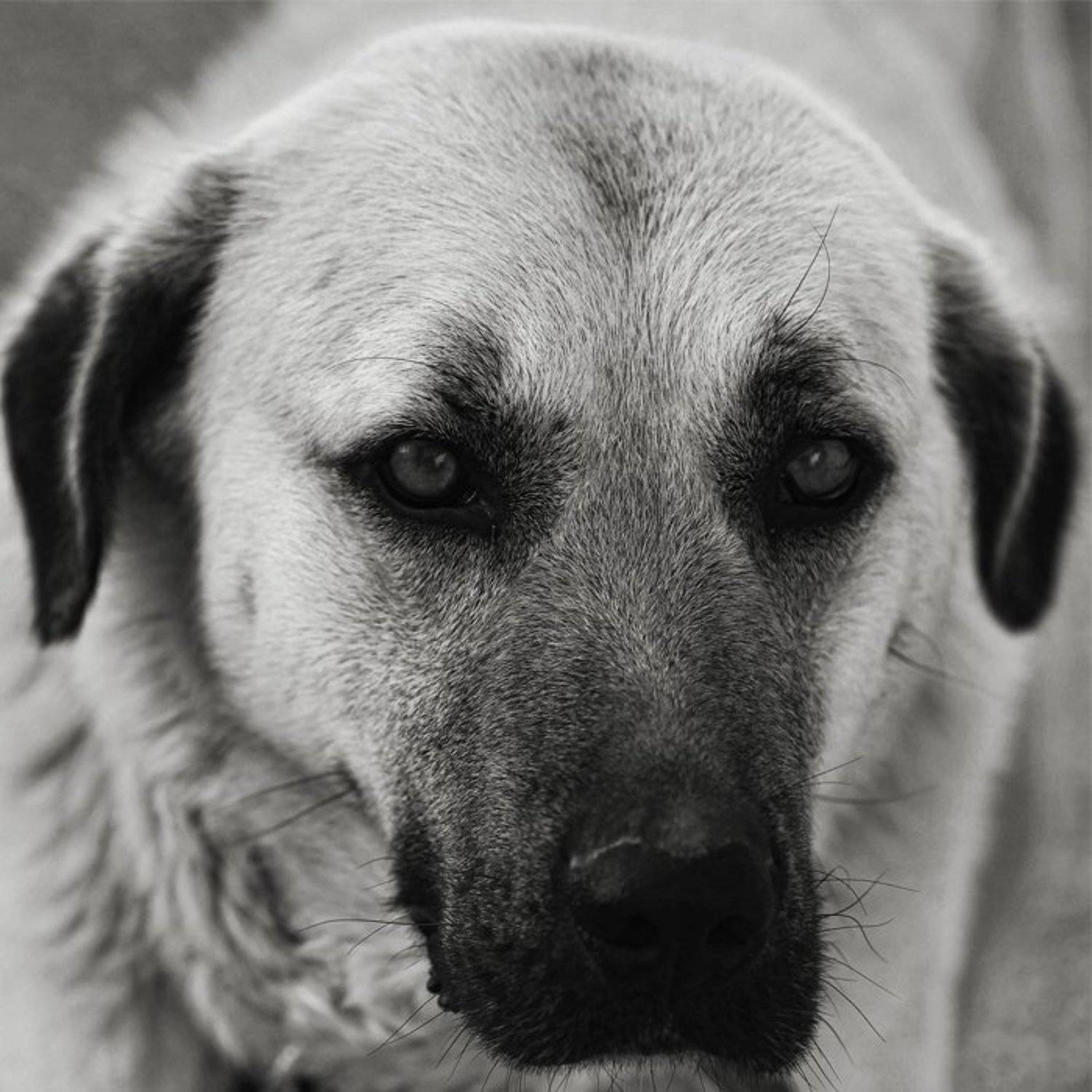 собака, портрет, b&w, Артем Кодолов