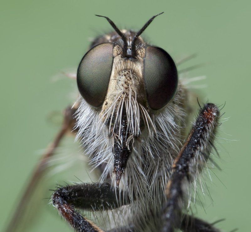 ктырь, портрет, макро, micro-nikkor af 105mm f/2.8 d, nikon d80, raynox 250, kenko extension tube Злодей фото превью