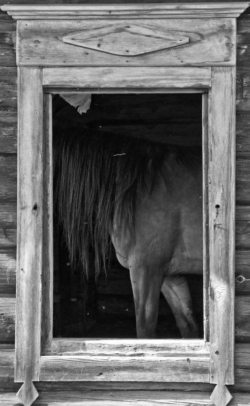 лошади  фото превью
