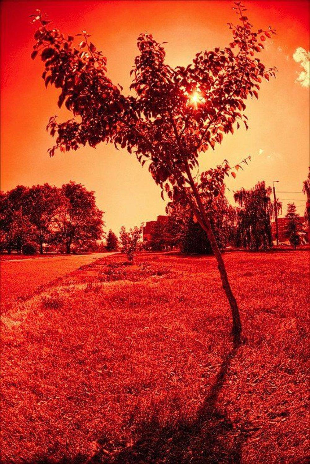 , Роман Быков