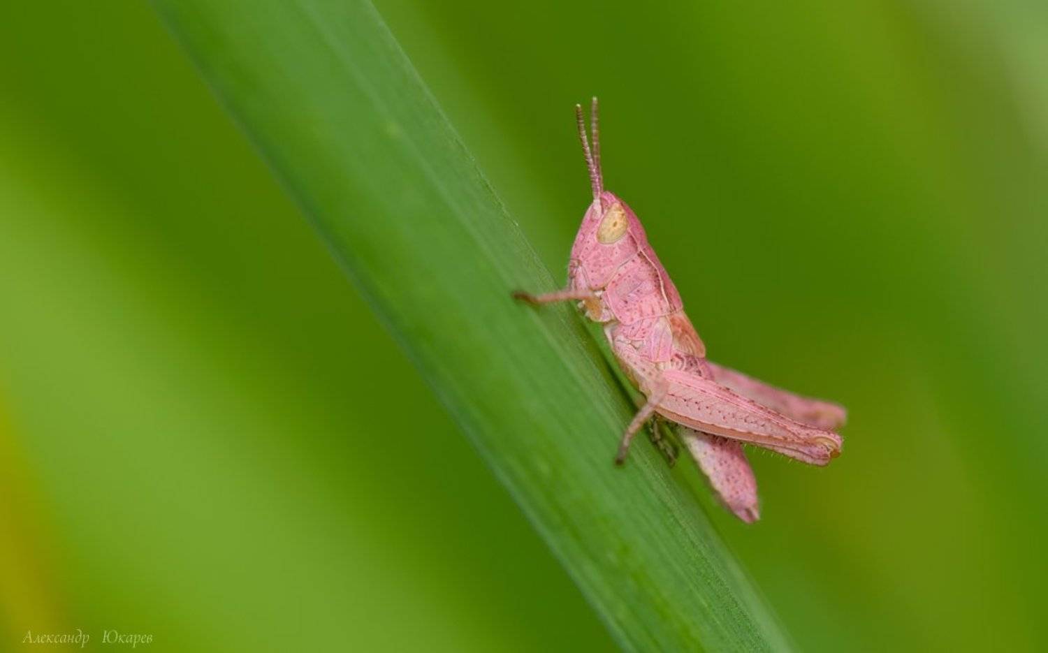 , Александр Юкарев