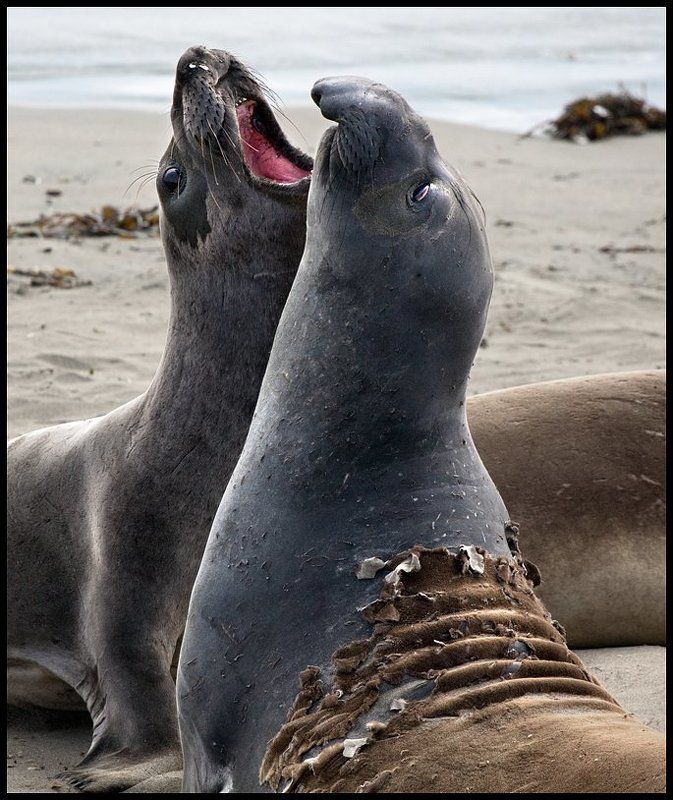 побережье, сша, слоны, морские  фото превью