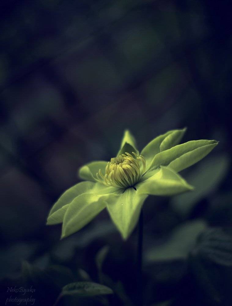 macro, flowers, plants, растения, цветы, макро, clematises, клематис, Мамакова Анжелика