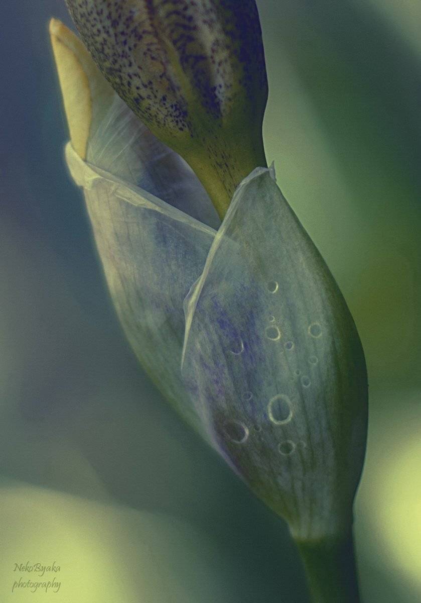plants, flowers, irises, macro, drops, макро, капли, цветы, растения, ирисы, Мамакова Анжелика