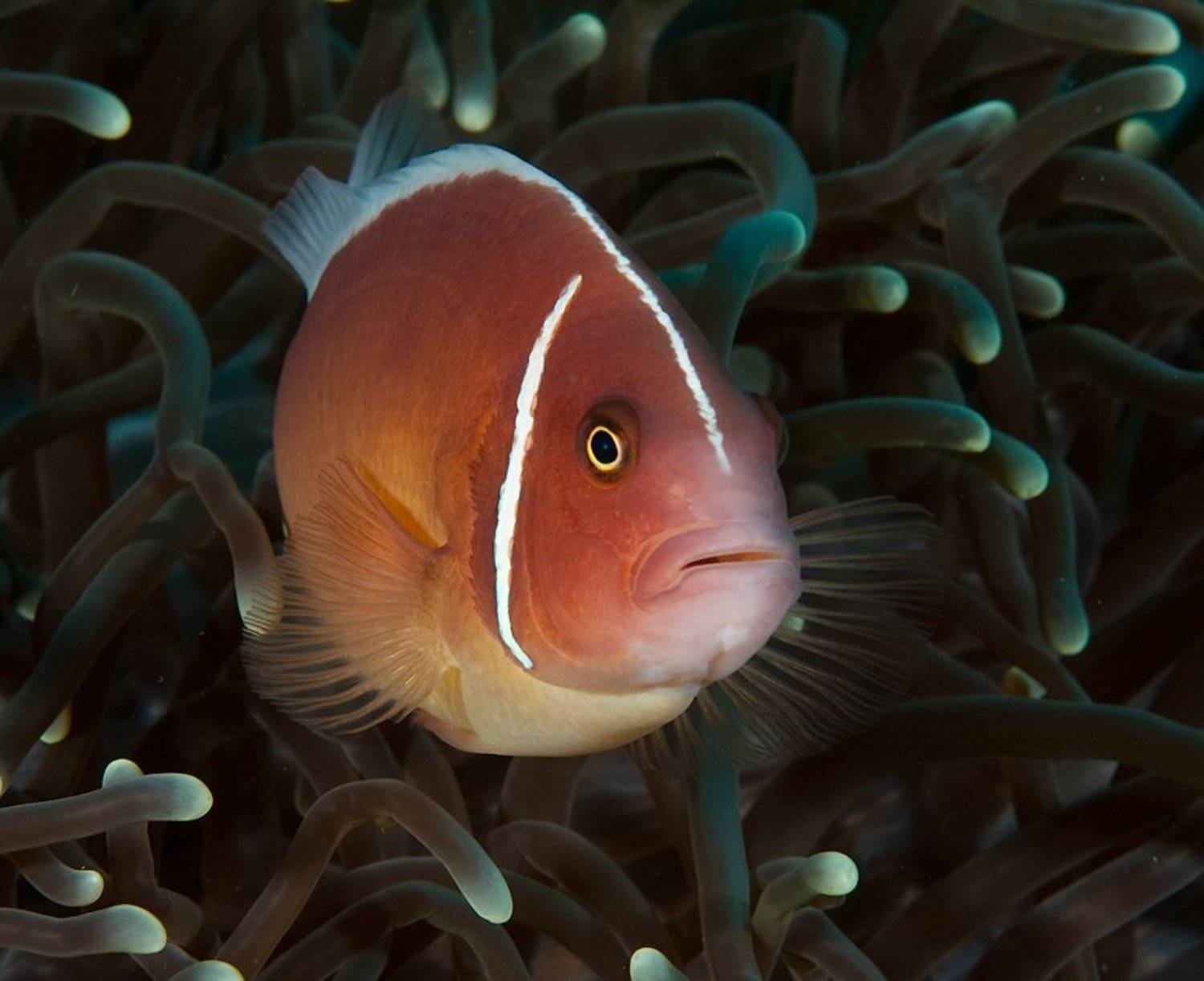 клоун, амфиприон, underwater, Виктор Чистов