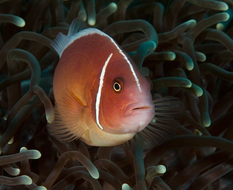 клоун, амфиприон, underwater  фото превью