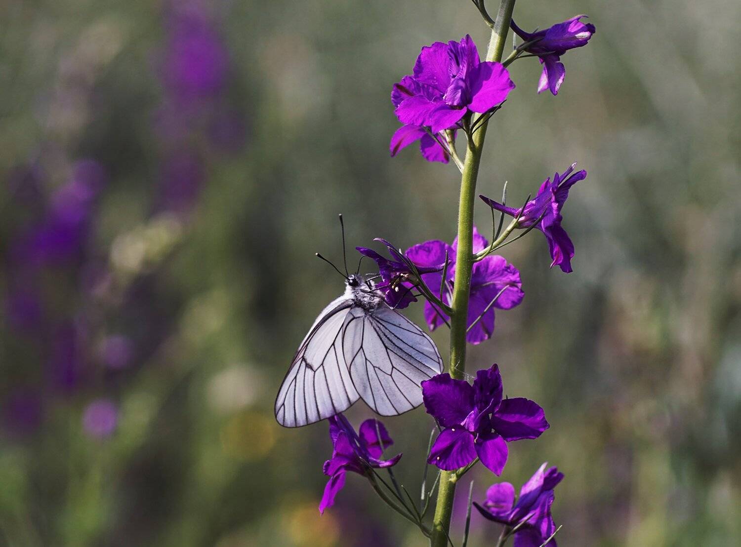 , Красимир Георгиев