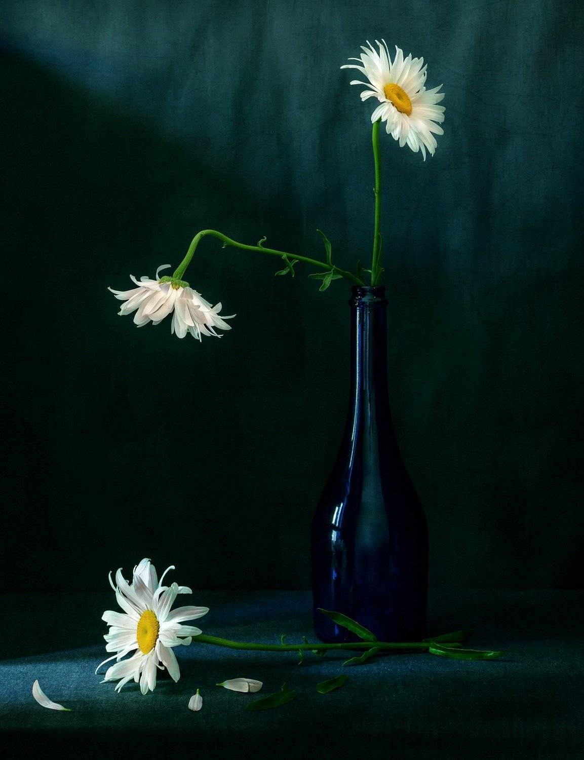 ромашки,, Андрей Угренинов