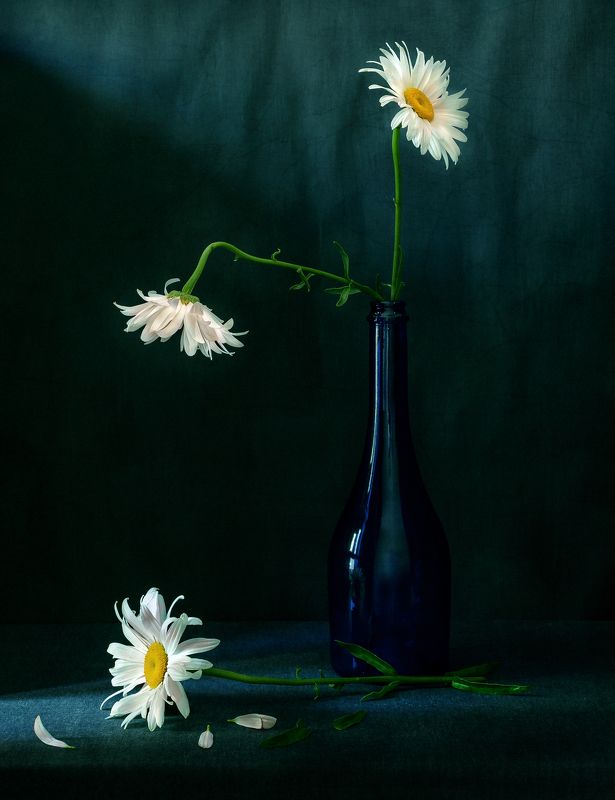 ромашки, *** фото превью