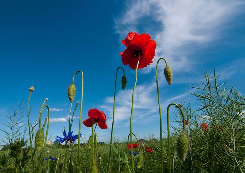 poppy blossoms...