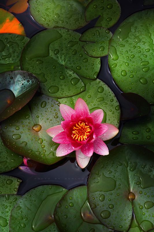 water, lily, flower, nature, russia, pink * фото превью