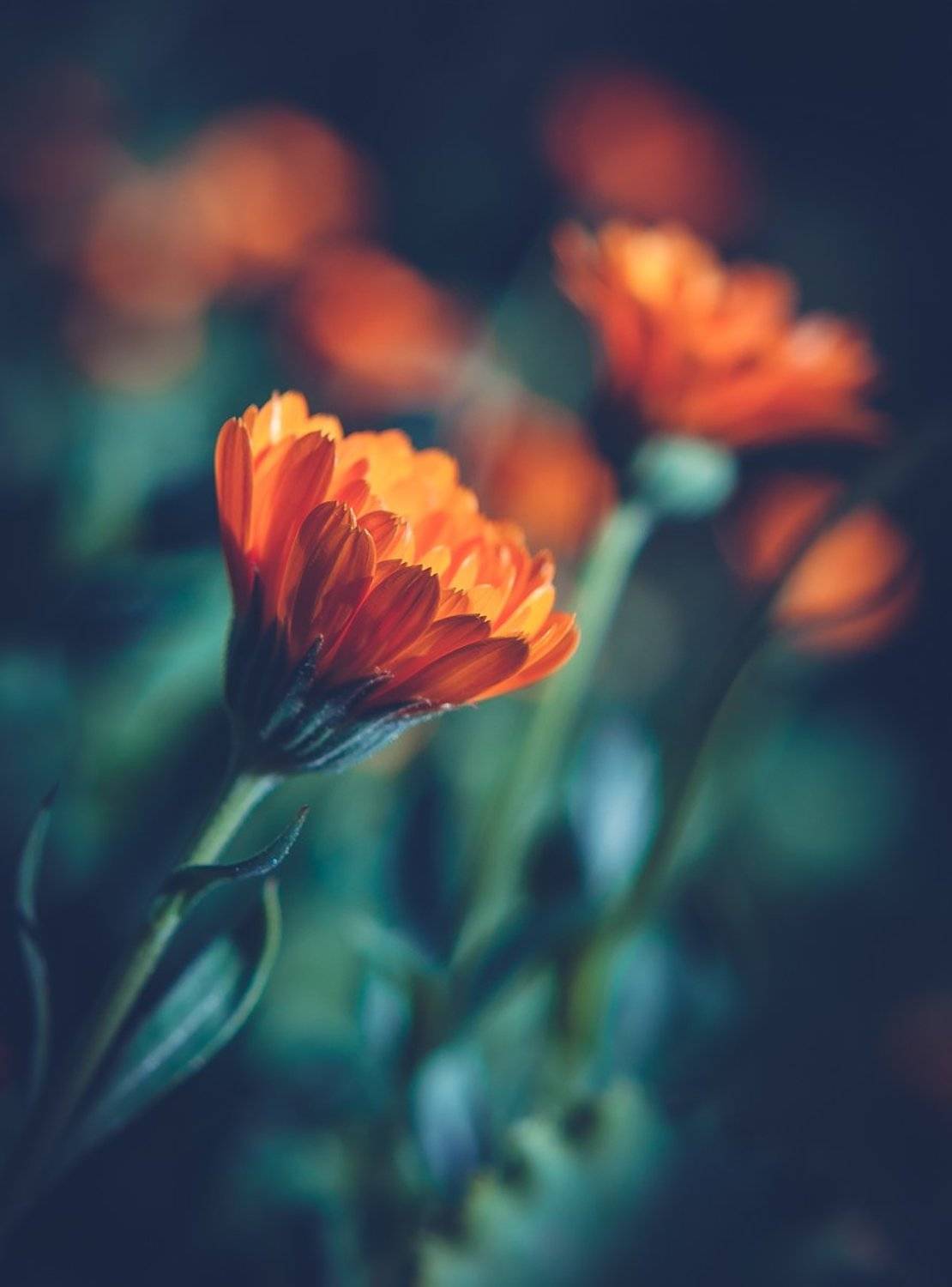 , Лана Тополева