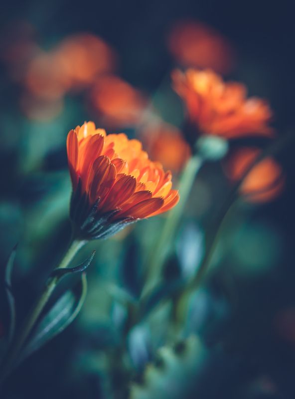 *** фото превью