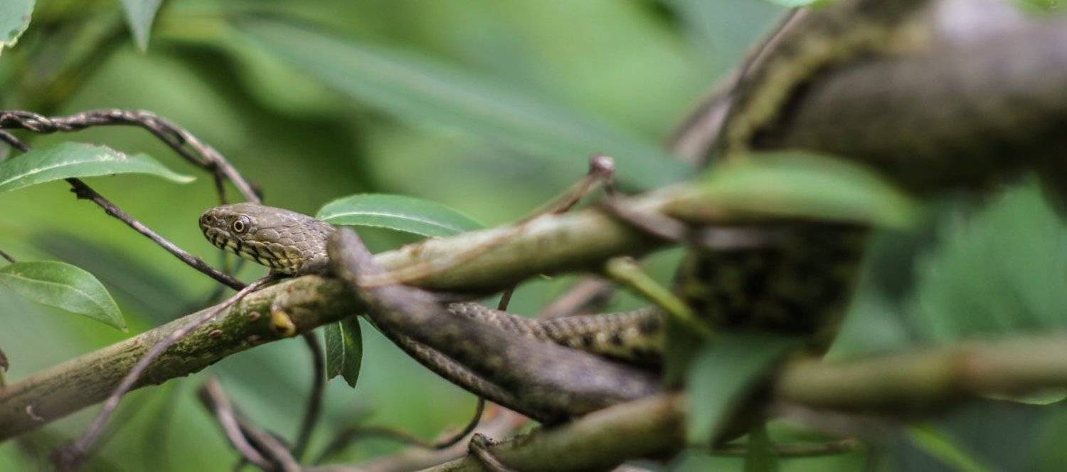 , Александр Єлаш