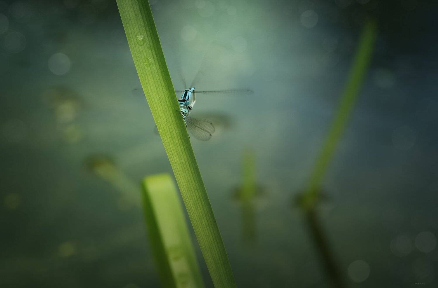 природа, бабочки, , паучки, макро, Дмитрий Посевич
