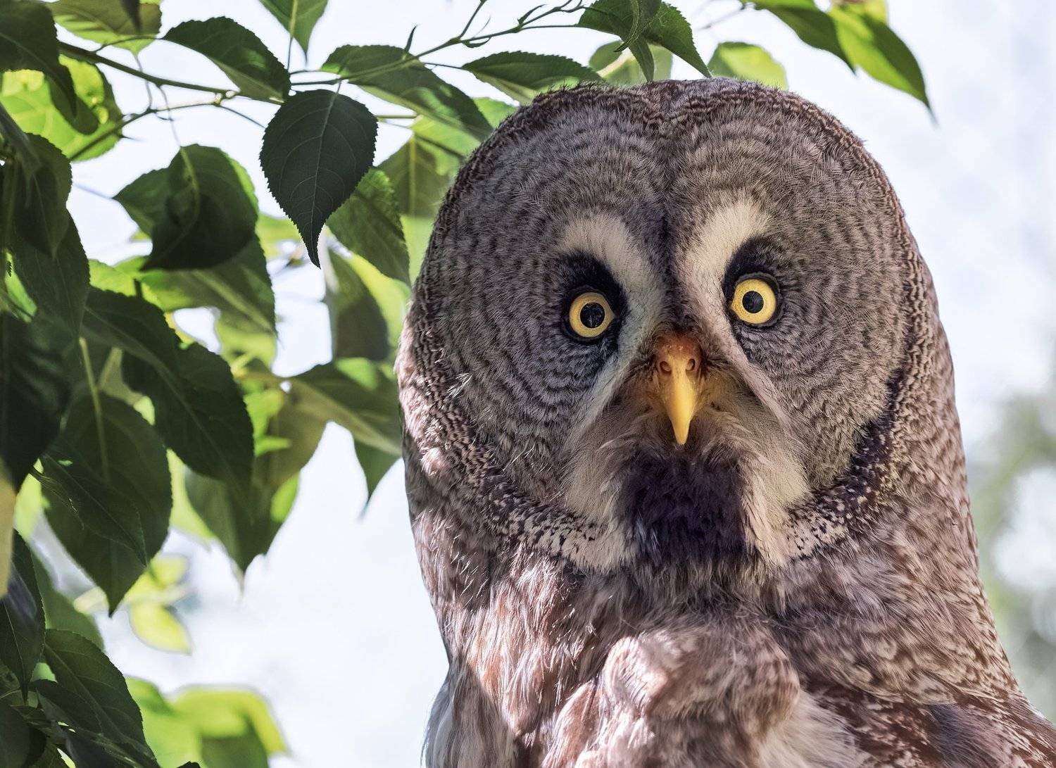 бородатая неясыть, Олег Богданов