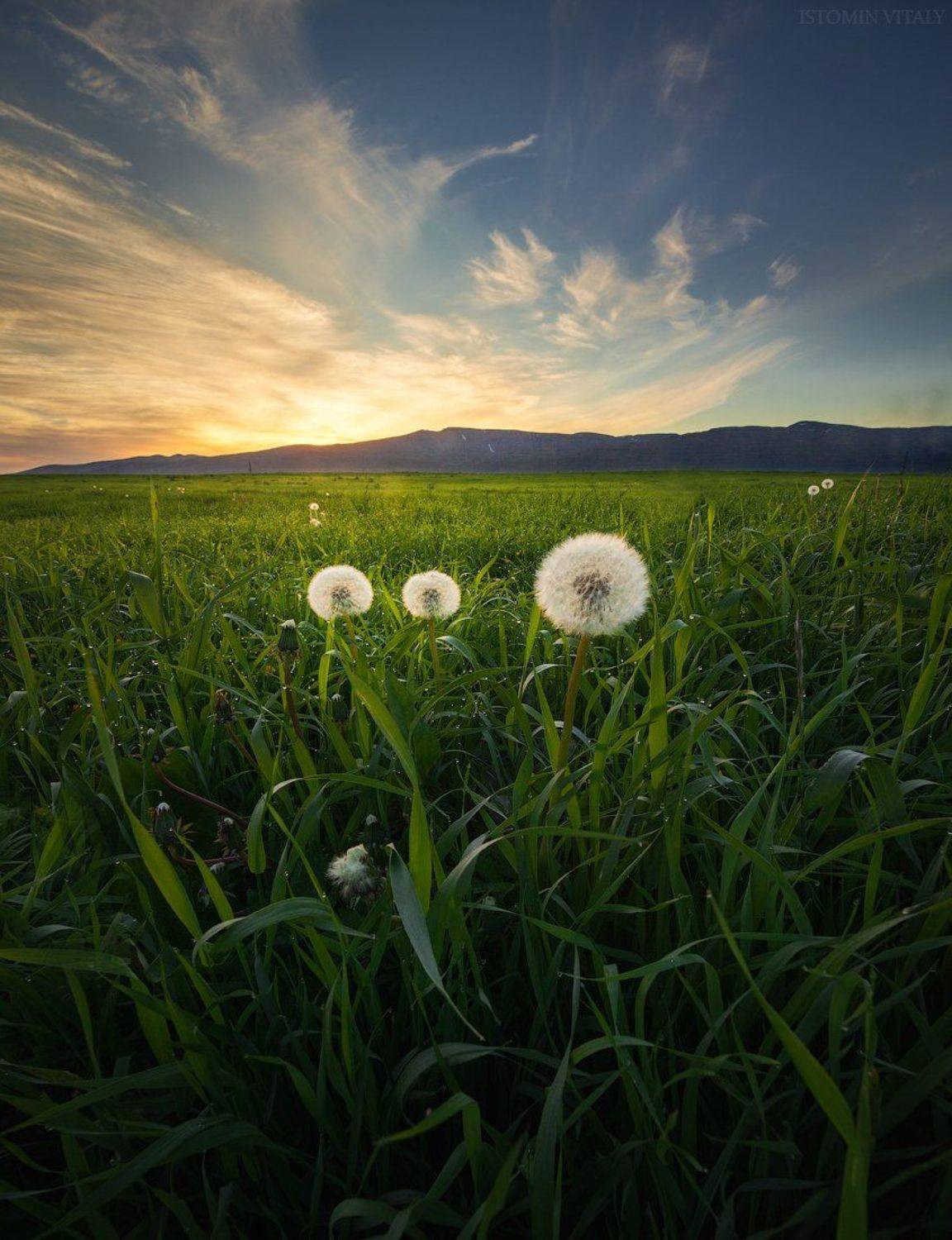 пейзаж,хибины,одуванчики,закат,рассвет,горы,россия,стекинг,небо,север, Виталий Истомин