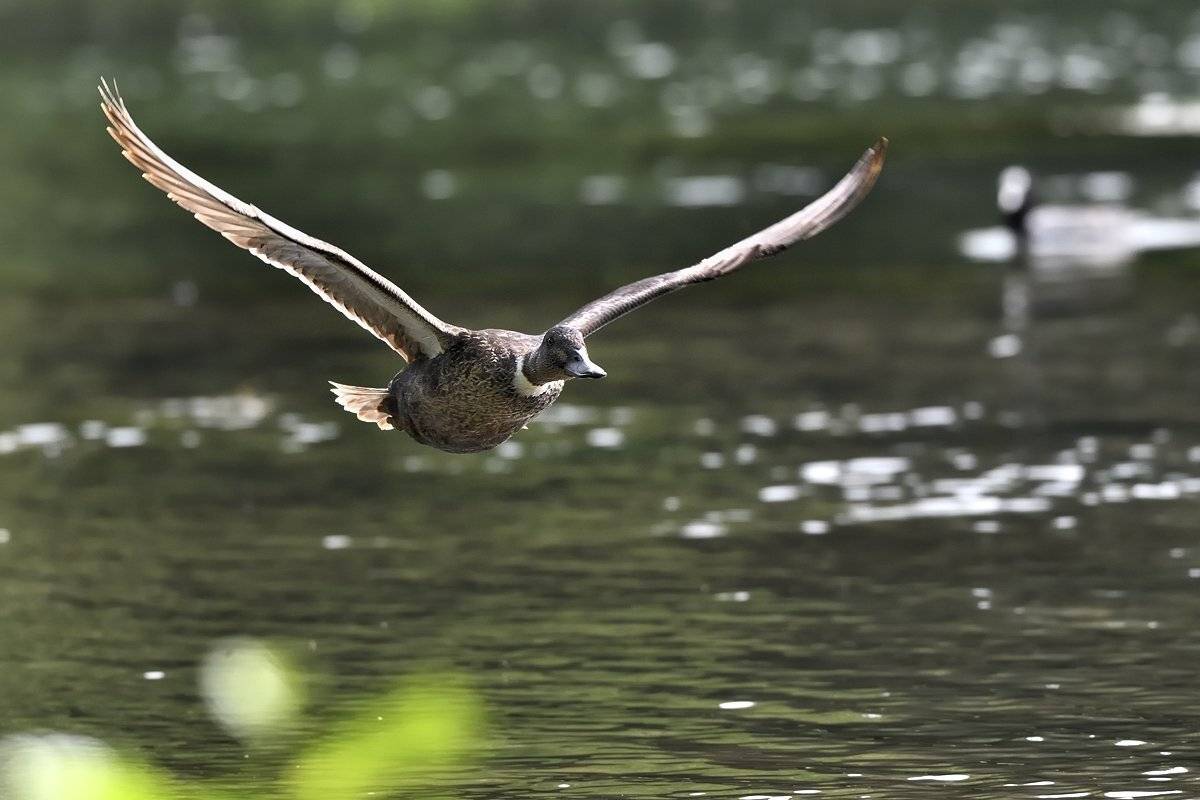 птицы birds, Jaroslav Mego