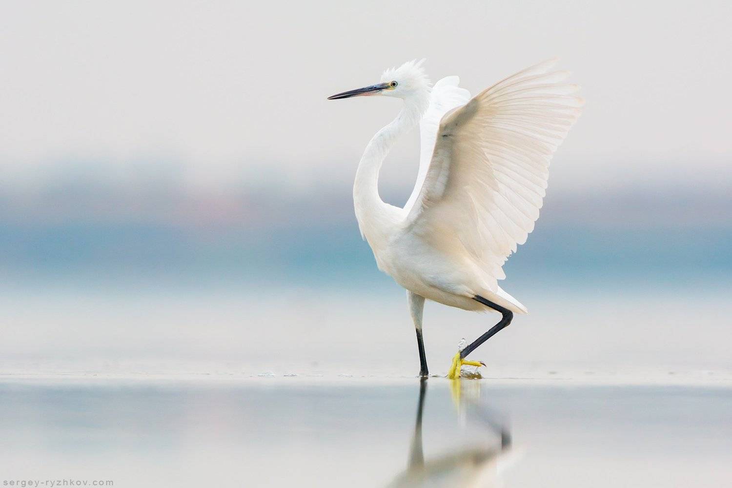 цапля, птицы, животные, природа, птица, украина, willdife, nature, birds, egret, , Сергей Рыжков