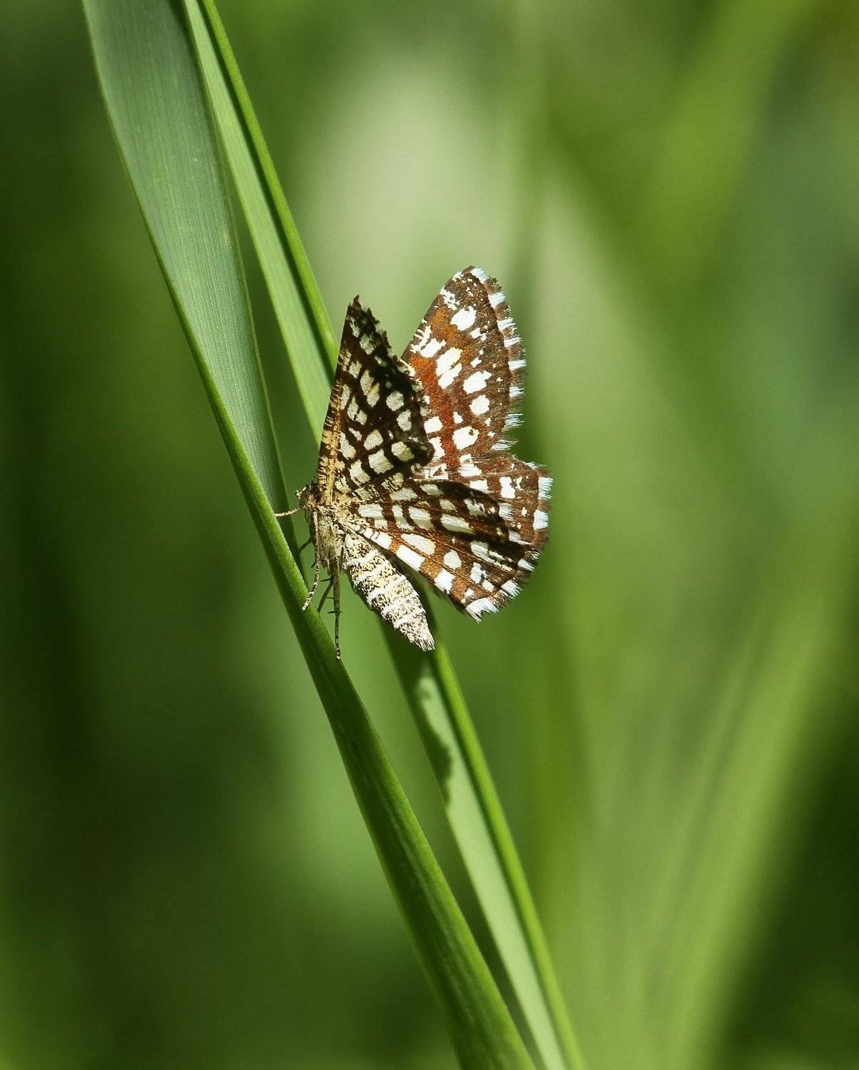 , Зоя Лаптева