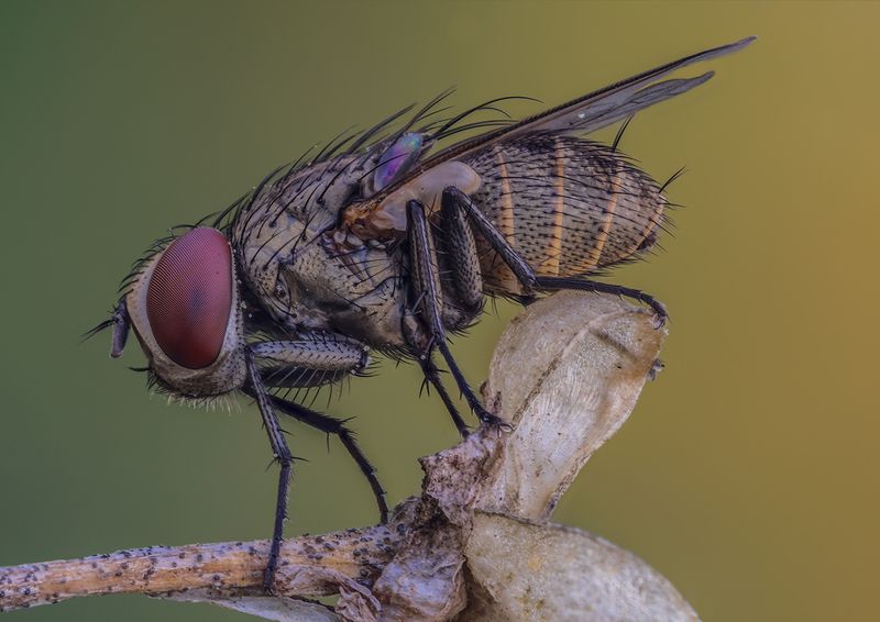 ... фото превью