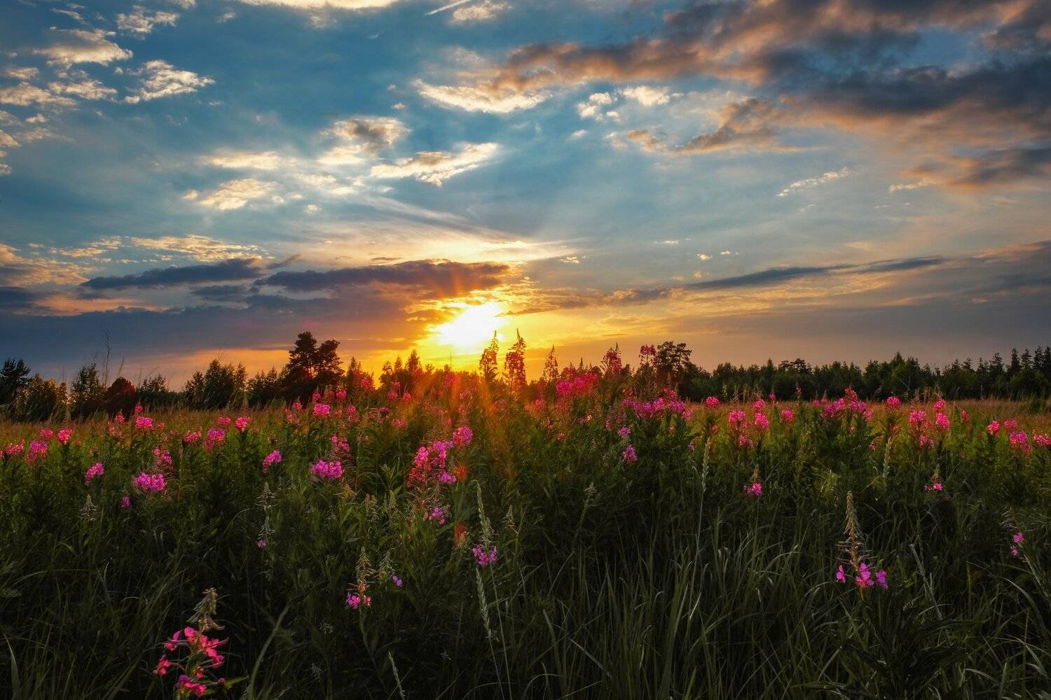 закат, лето, пейзаж, поле, фото, Екатерина