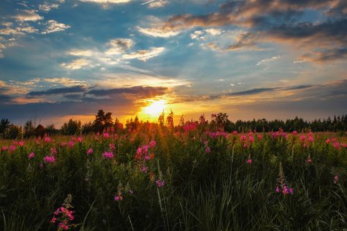 Сказка летнего заката