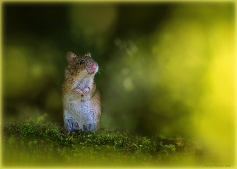 Утро в лесу фото превью